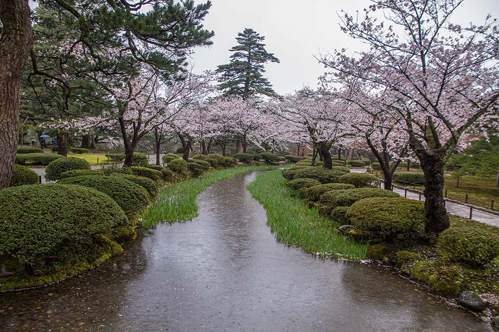 A stream of water flanked by plant life including trees with pink blossoms