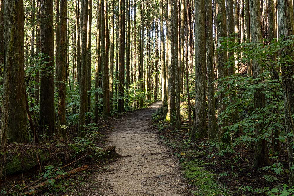 pathway in forest